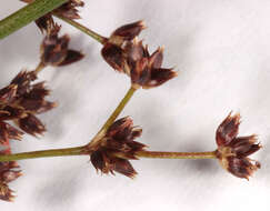 Image of Jointed Rush