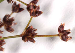 Image of Jointed Rush