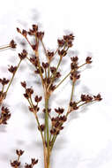 Image of Jointed Rush