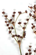 Image of Jointed Rush