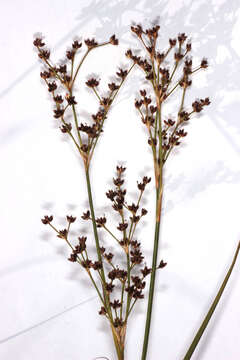 Image of Jointed Rush