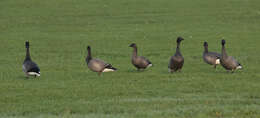 صورة Branta bernicla bernicla (Linnaeus 1758)