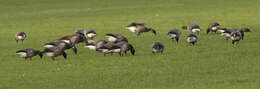 صورة Branta bernicla bernicla (Linnaeus 1758)