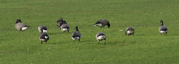 صورة Branta bernicla bernicla (Linnaeus 1758)