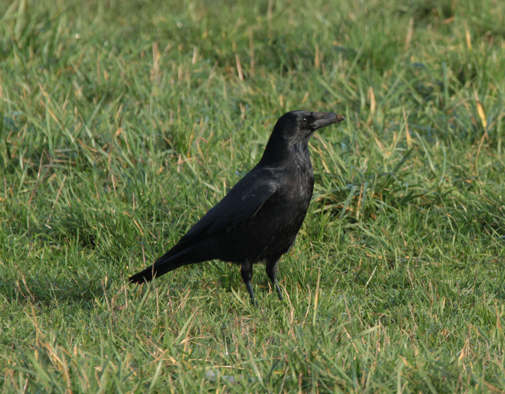 Image of Carrion Crow