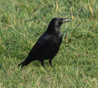 Image of Carrion Crow