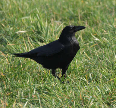 Image of Carrion Crow