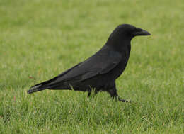 Image of Carrion Crow