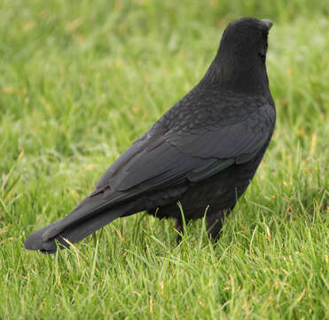 Image of Carrion Crow