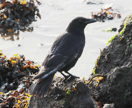 Image of Carrion Crow