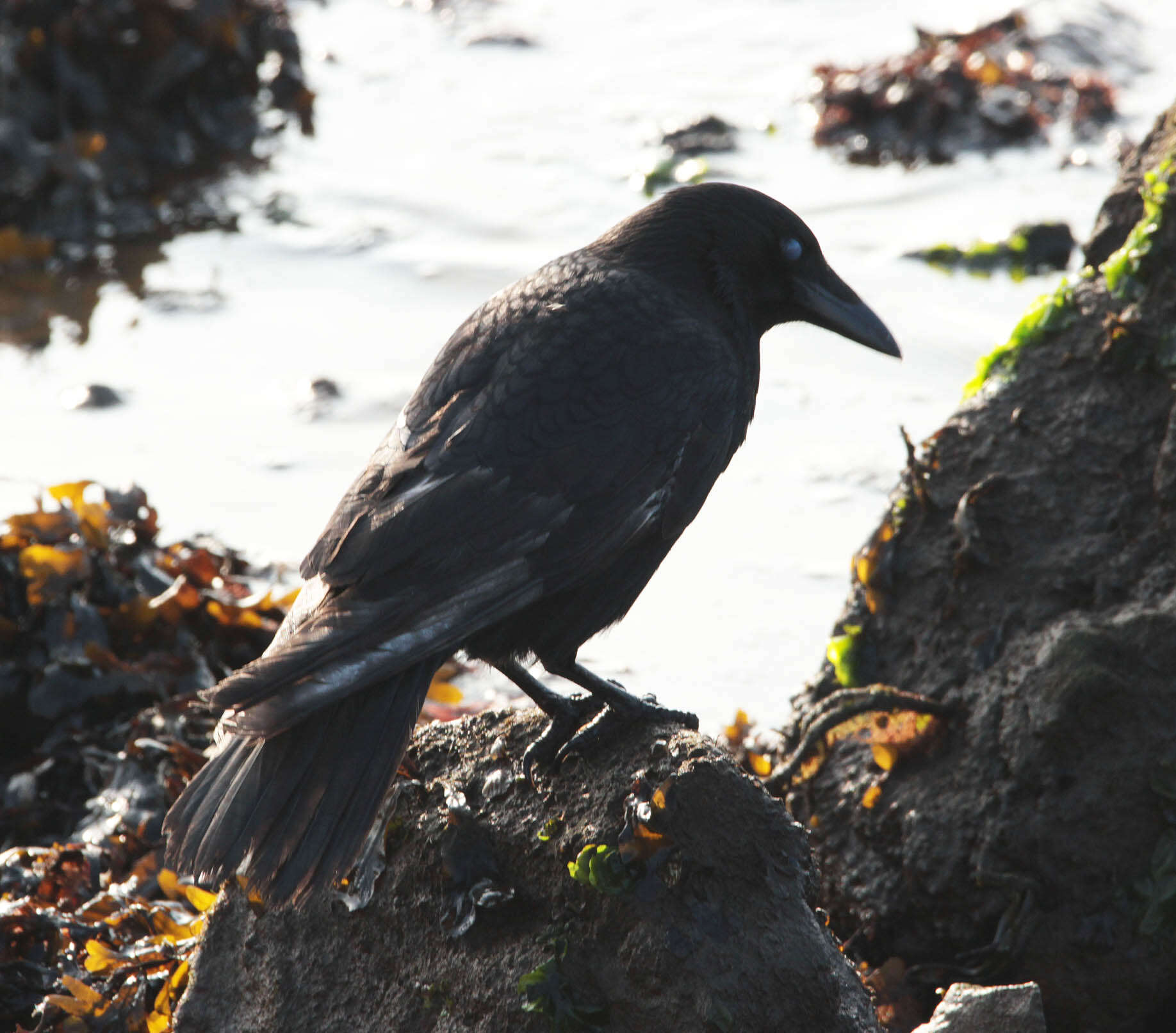 Image of Carrion Crow