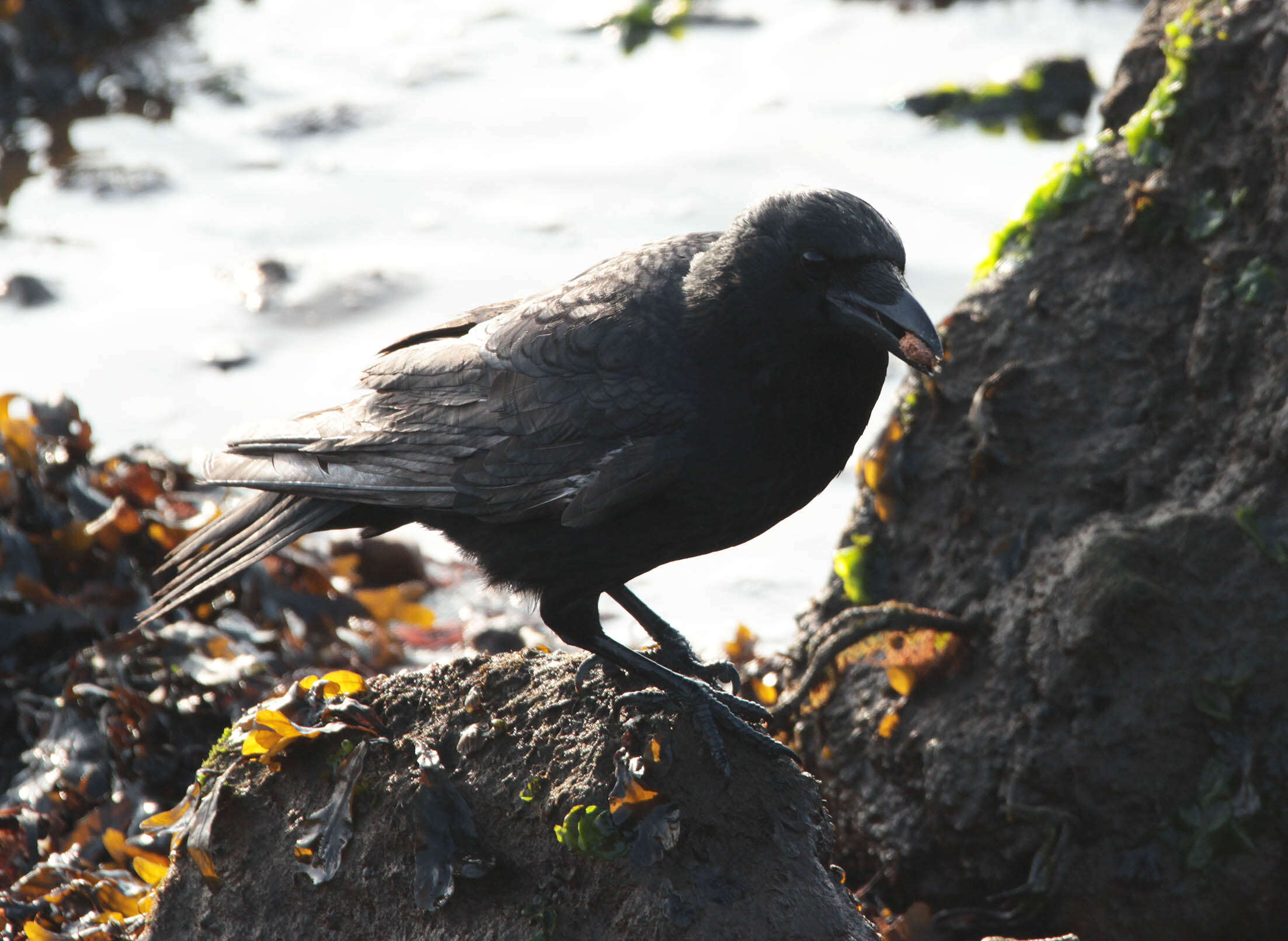 Image of Carrion Crow