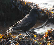 Image of Carrion Crow