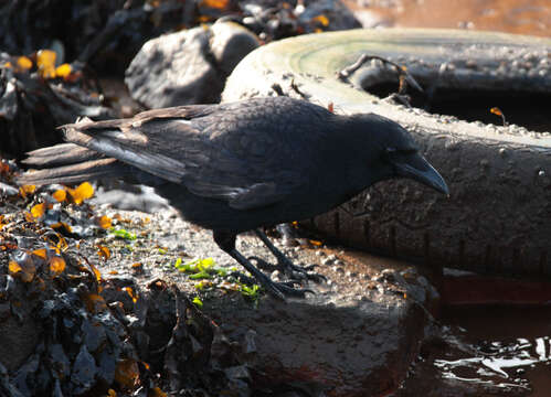 Image of Carrion Crow