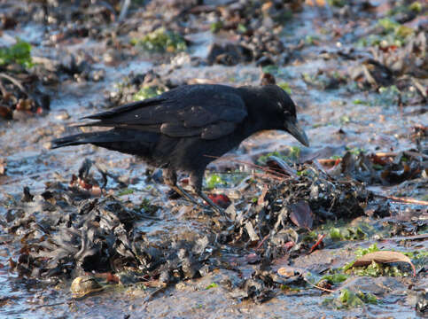 Image of Carrion Crow