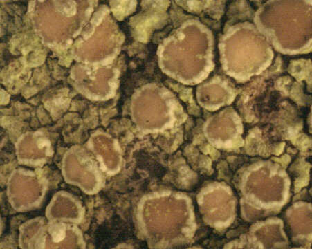 Image of rim lichen