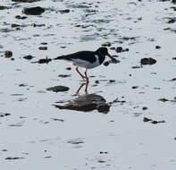 Image of oystercatcher, eurasian oystercatcher