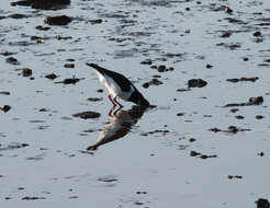 Image of oystercatcher, eurasian oystercatcher