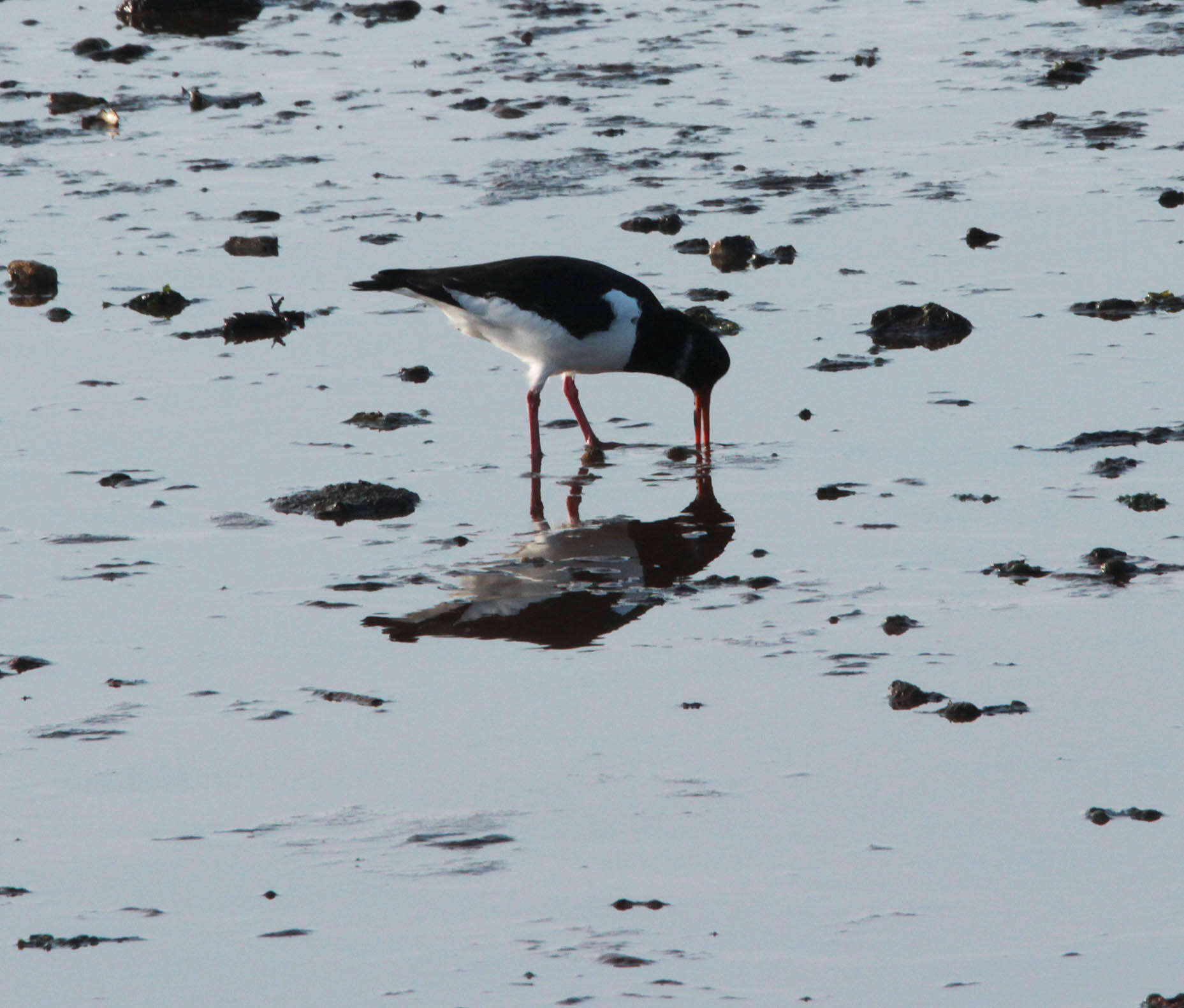 Image of oystercatcher, eurasian oystercatcher