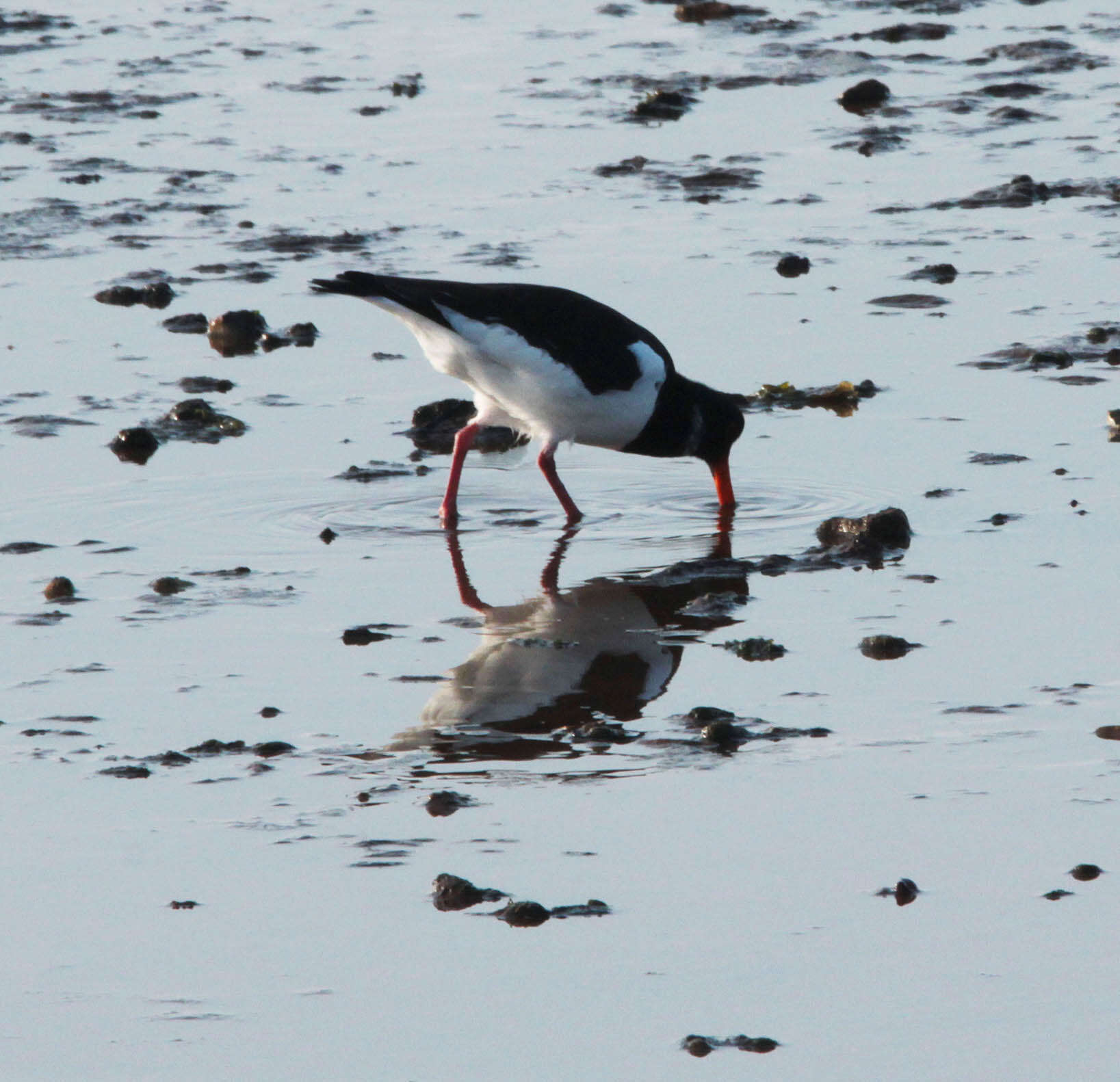 Image of oystercatcher, eurasian oystercatcher