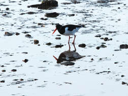 Image of oystercatcher, eurasian oystercatcher