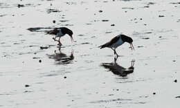 Image of oystercatcher, eurasian oystercatcher