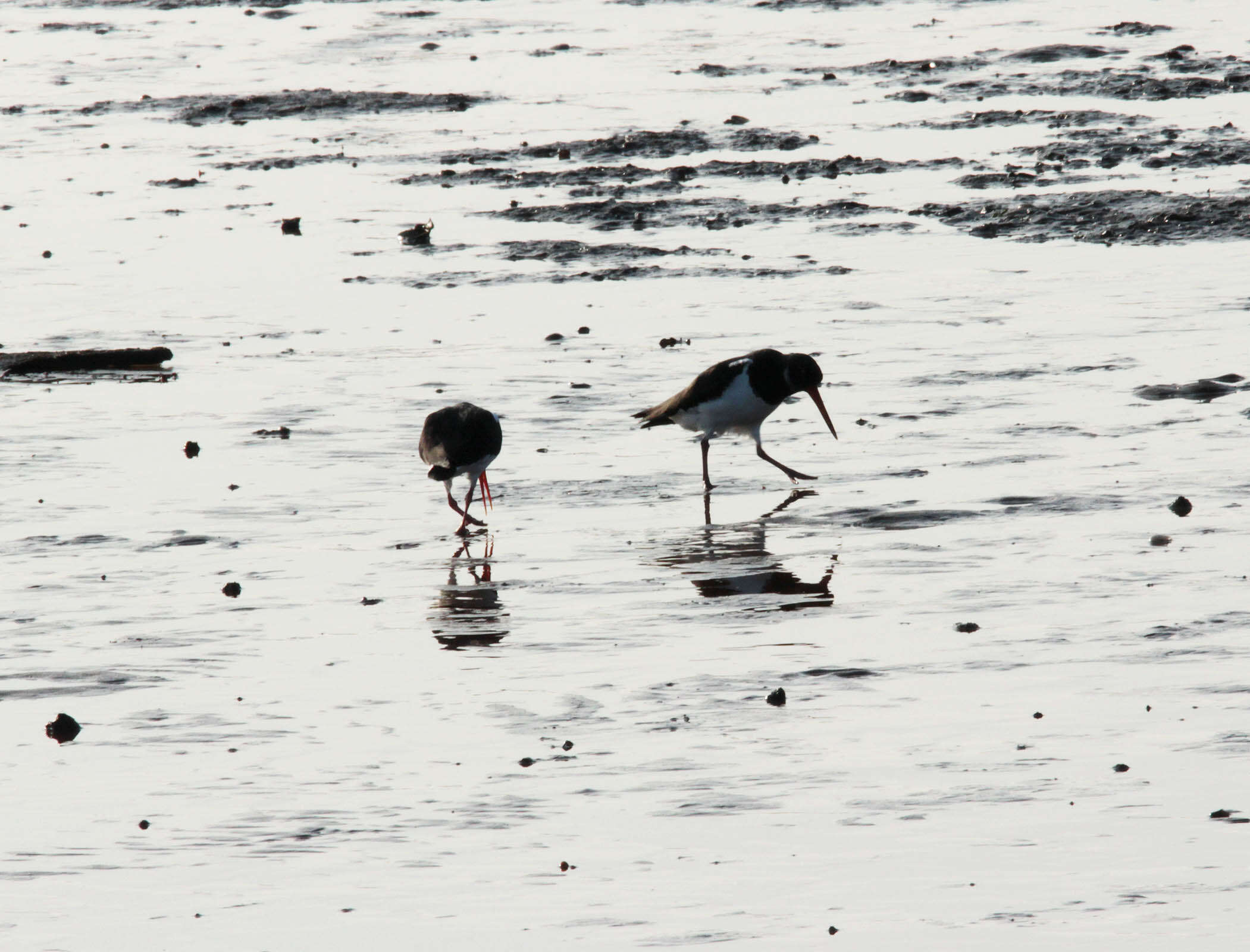 Image of oystercatcher, eurasian oystercatcher