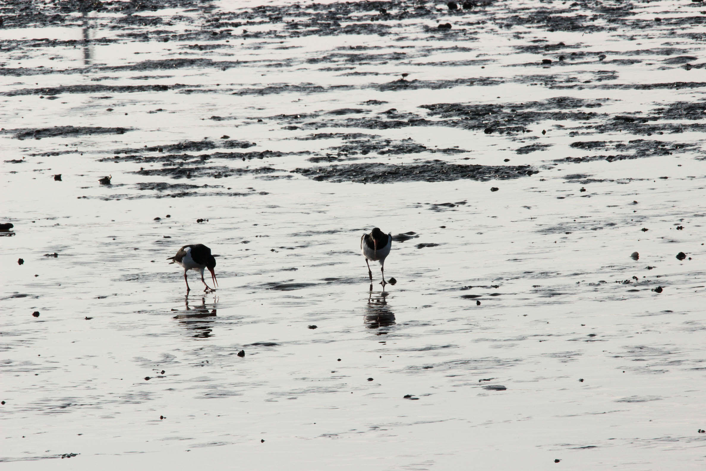 Image of oystercatcher, eurasian oystercatcher