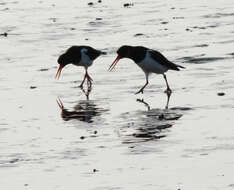 Image of oystercatcher, eurasian oystercatcher