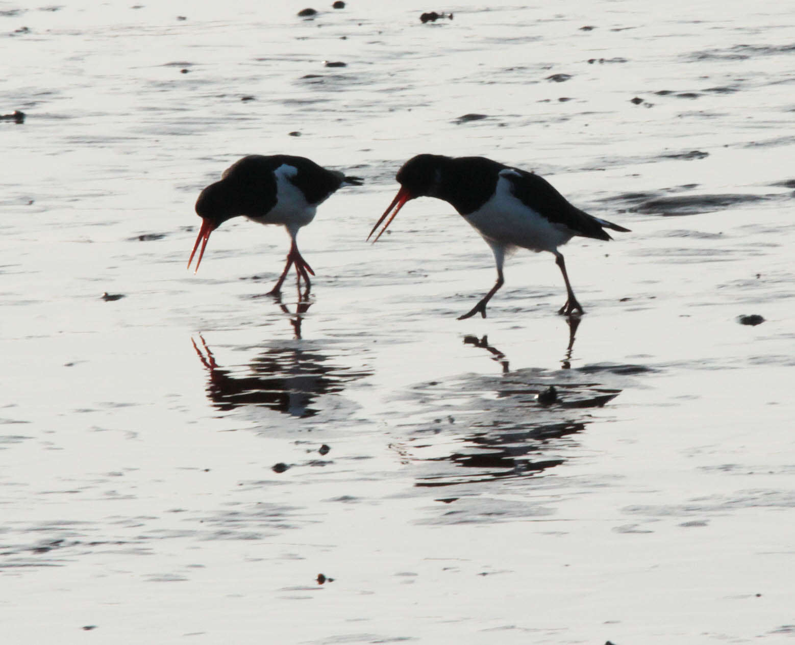 Image of oystercatcher, eurasian oystercatcher