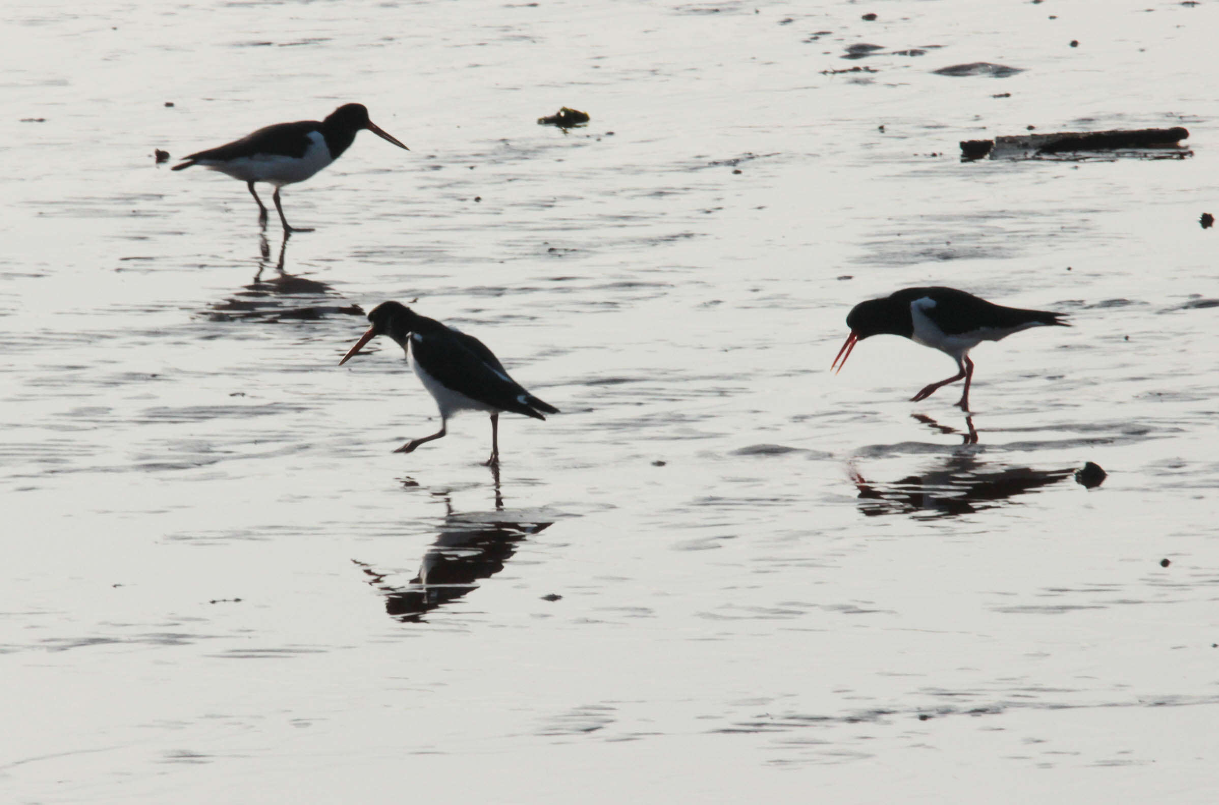 Image of oystercatcher, eurasian oystercatcher