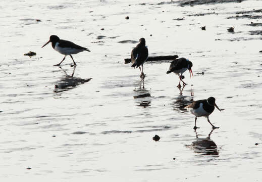 Image of oystercatcher, eurasian oystercatcher