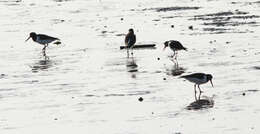 Image of oystercatcher, eurasian oystercatcher