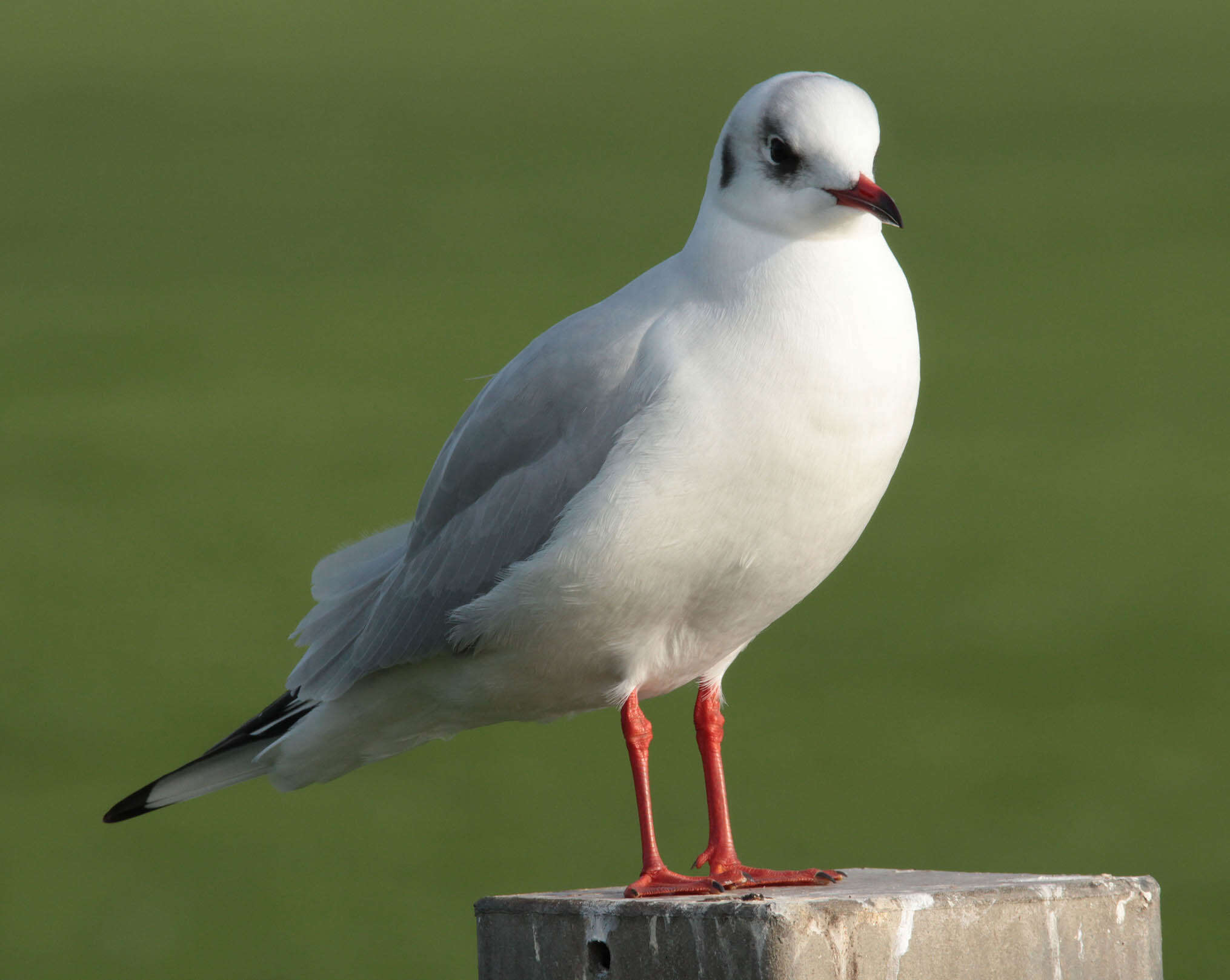 Image of Black-headed Gull