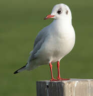 Image of Black-headed Gull