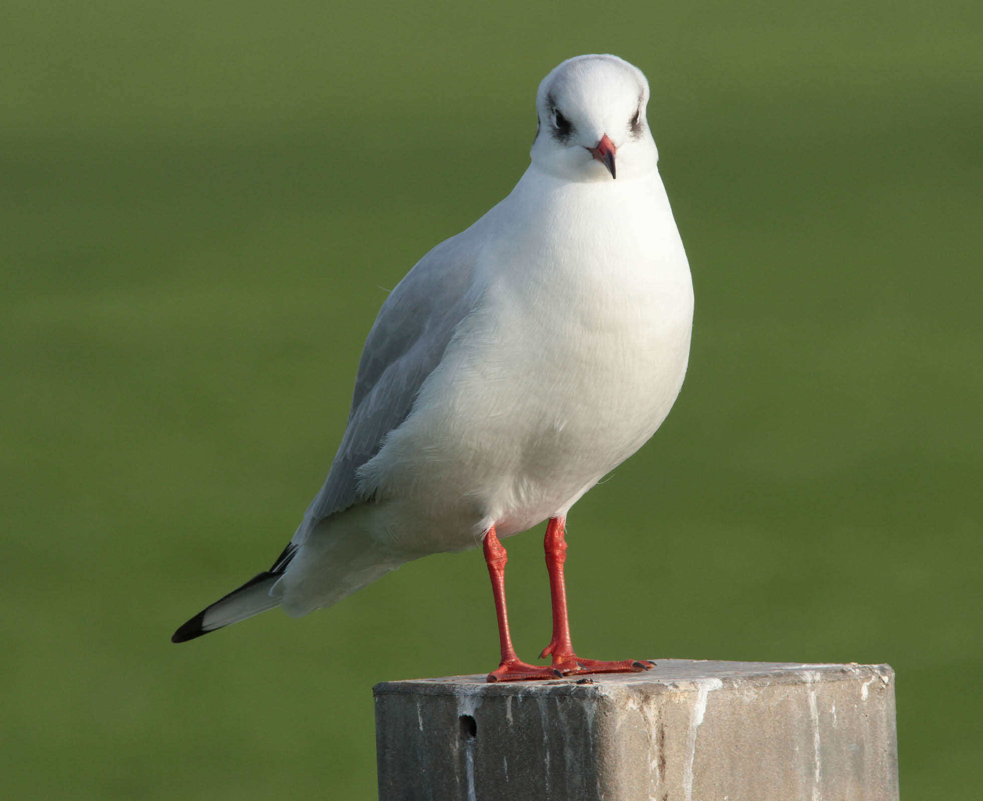 Image of Black-headed Gull