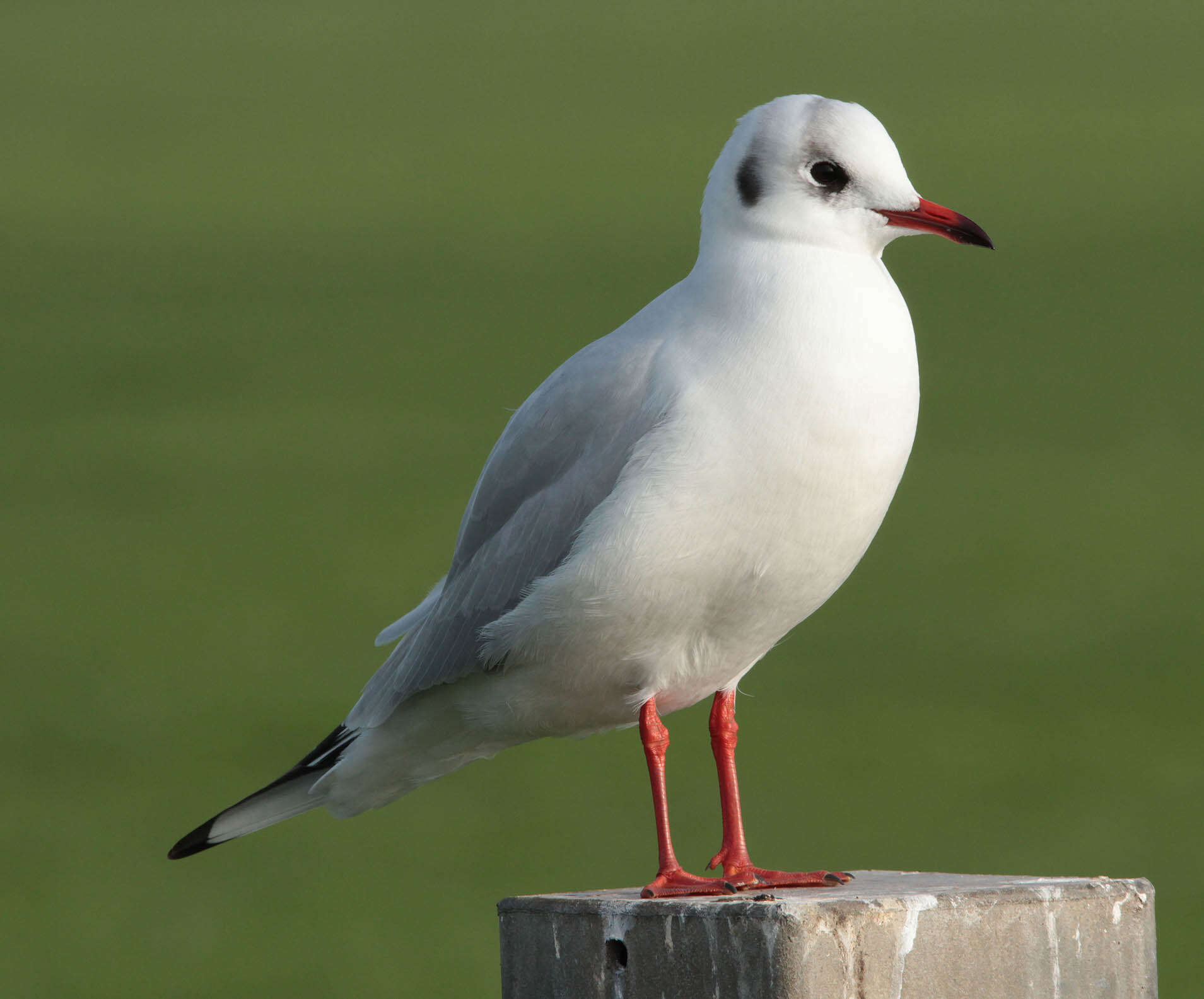 Image of Black-headed Gull