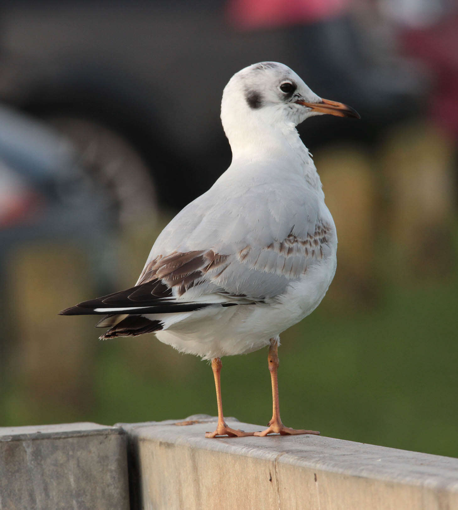 Image of Black-headed Gull