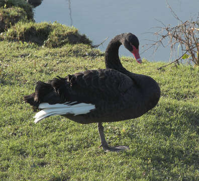 Image of Black Swan