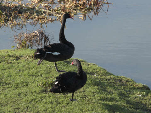 Image de Cygne noir