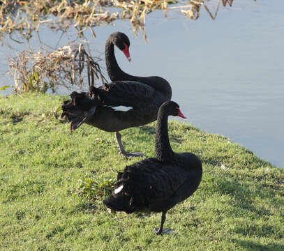 Image of Black Swan