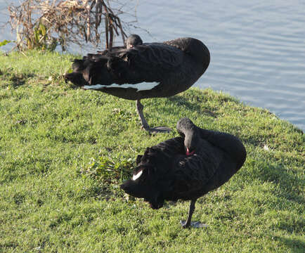 Image of Black Swan