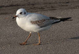 Image of Black-headed Gull