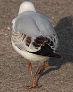 Image of Black-headed Gull