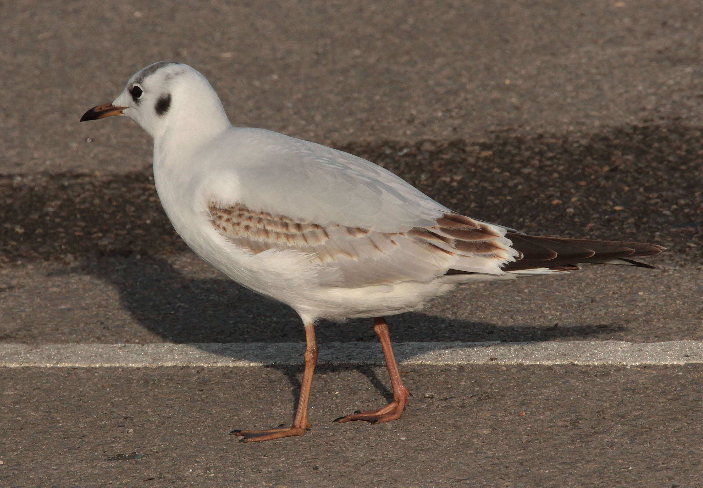 Image of Black-headed Gull