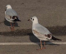 Image of Black-headed Gull