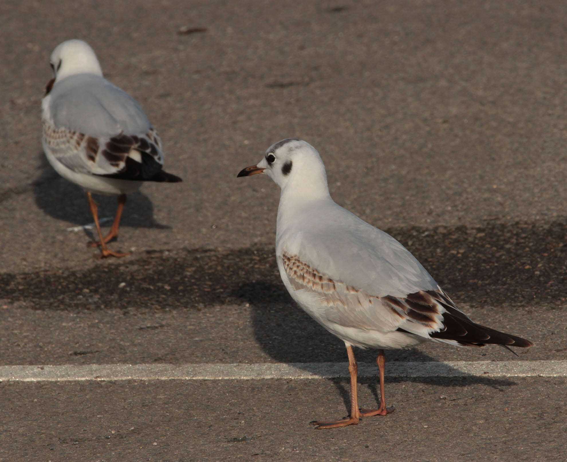 Image of Black-headed Gull