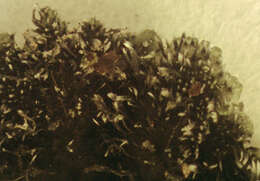 Image of wreath lichen