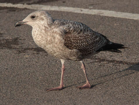 Image of European Herring Gull