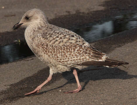 Image of European Herring Gull